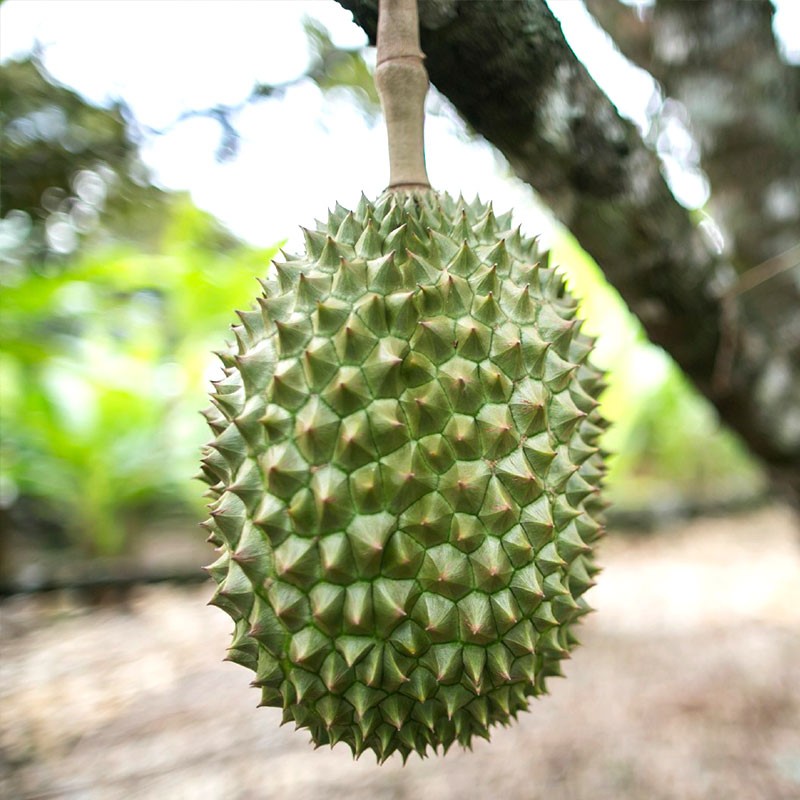Создать мем: фрукт дуриан, зелёный фрукт с шипами, durian