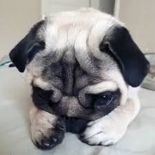 Create meme: funny pugs photo, pug, barking pug