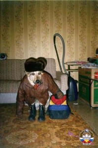 Create meme: dog jacket, Dog, the dog is a moron