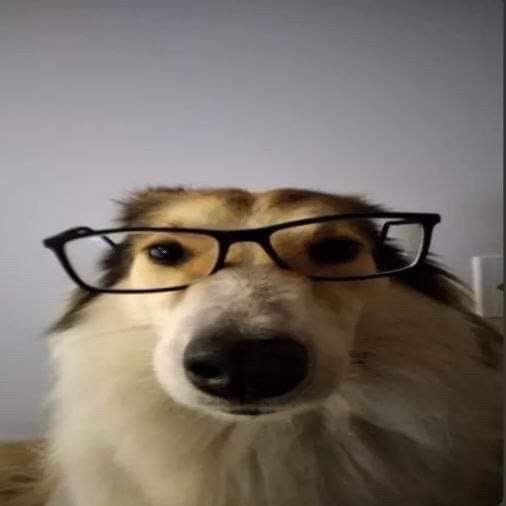 Create meme: dog , dog , corgis with glasses