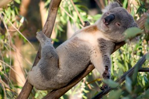 Создать мем: милая коала, спящая коала, ленивая коала