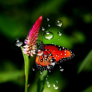 Создать мем: бабочки красивые на цветах 1920х1080, бабочка красивая, бабочки на заставку