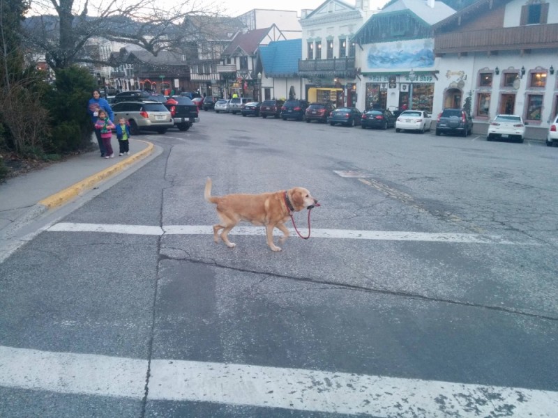 Создать мем: dog walk, собака на прогулке, собака на улице