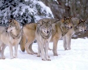 Create meme: a pack of wolves, wolf grey, wolf