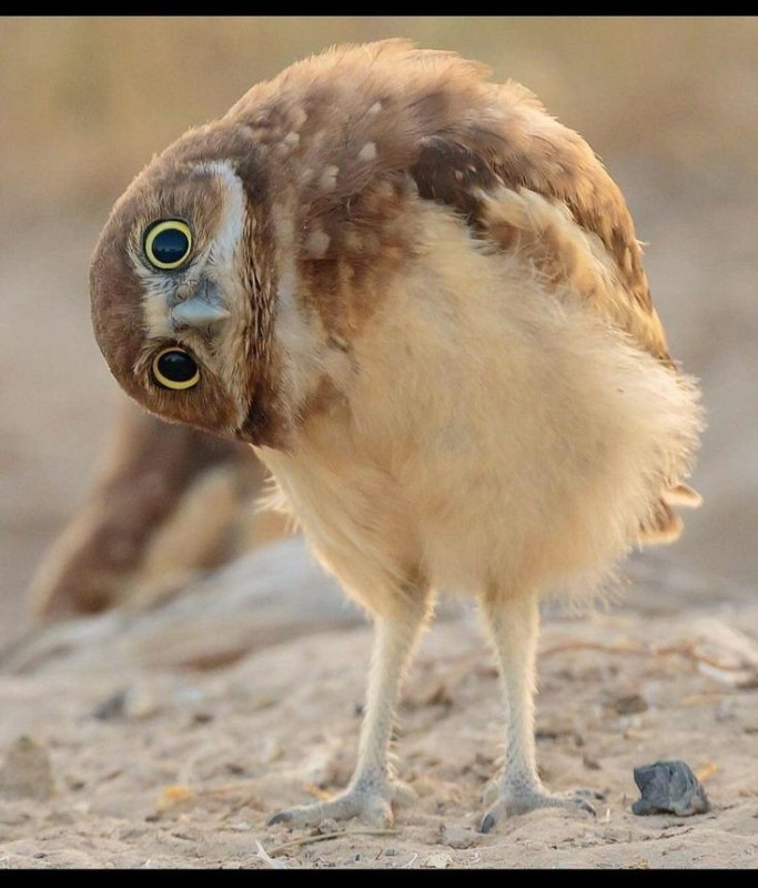 Create meme: rabbit owl chick, funny owl, burrowing owl 