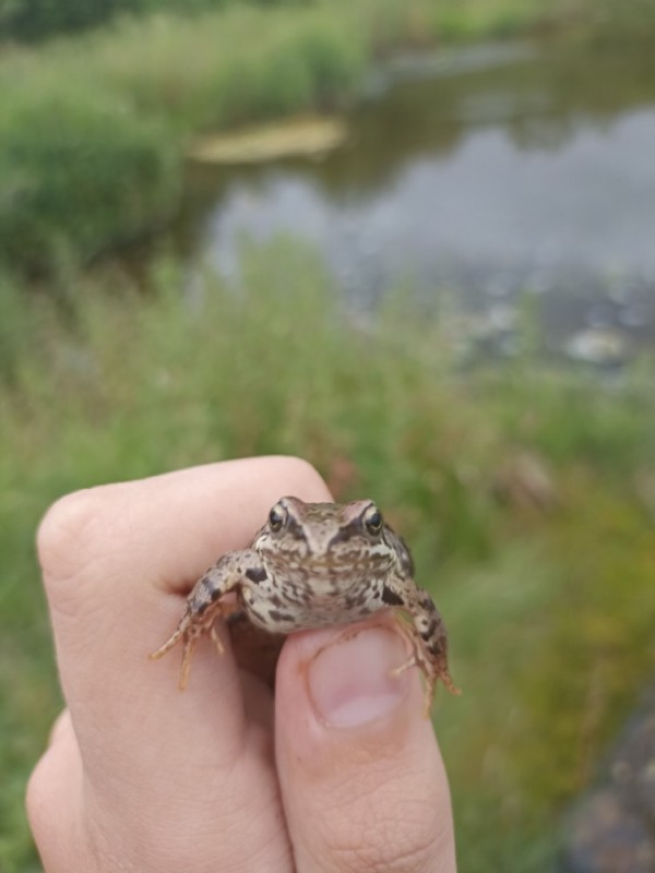 Create meme: toad, toad frog, siberian frog