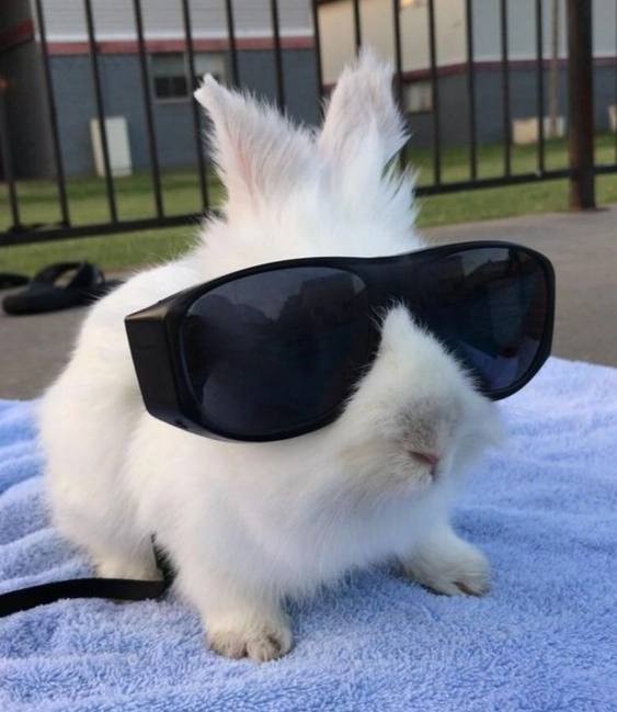 Create meme: cool rabbit meme, rabbit glasses, cool rabbit