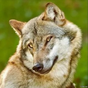 Create meme: bad wolf, the wolf joke, wolf
