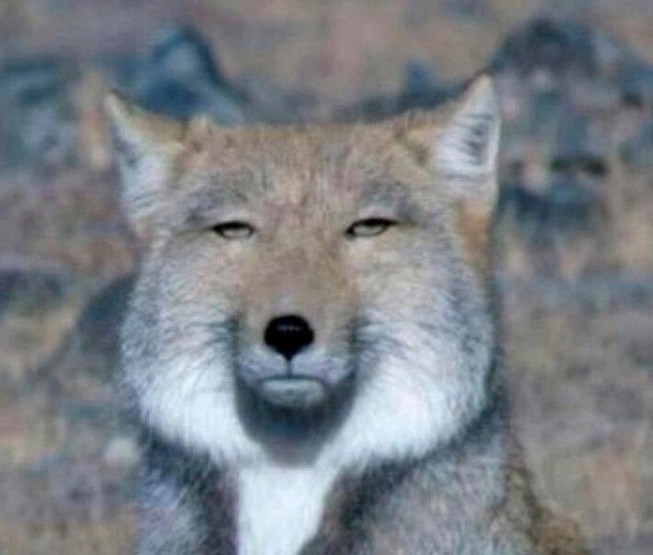 Create meme: tibetan fox nicolas cage, tibetan fox, a fox with narrow eyes