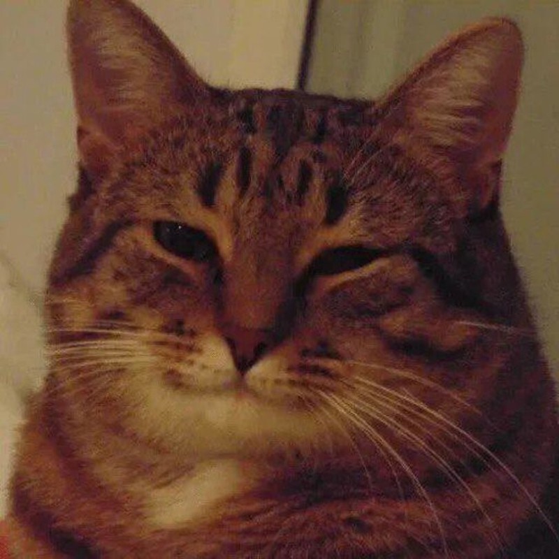 Create meme: good cat meme, happy cat , smiling cat meme