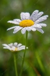 Create meme: chamomile chamomile, Daisy