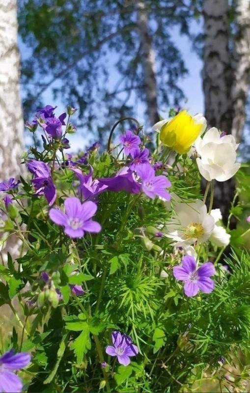 Create meme: wildflowers , wildflowers of the Leningrad region, forest geranium