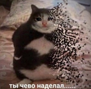 Создать мем: коты, кошка, кот