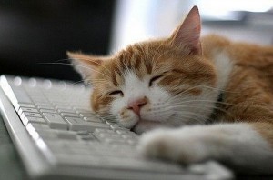Создать мем: котик, кот на клавиатуре, Кошка
