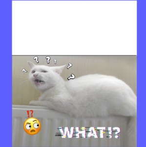 Create meme: funny cats, cat, cat