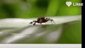 Create meme: Ants Marching, spider horse, nat geo wild insects