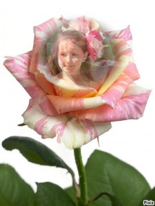 Create meme: Rosa shiary, sohranenki flowers, rosé