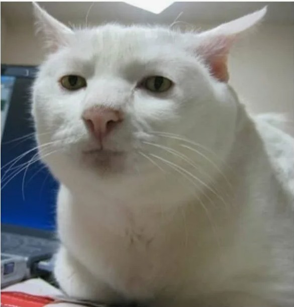 Create meme: the white cat from the meme, serious cat meme, cat meme 