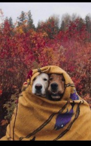 Создать мем: животные иваново, фотографии собак, веселая собака