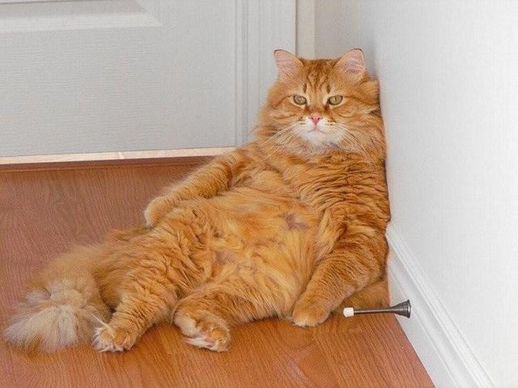 Create meme: fat cat , fluffy ginger cat, fat cat