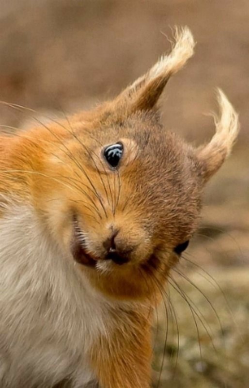 Create meme: red squirrel, the squirrel is funny, funny squirrels