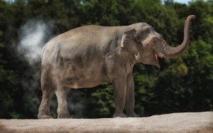 Create meme: elephant, Asian elephant