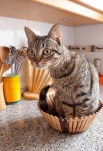 Create meme: dirty dishes in the sink, the owner, kitty