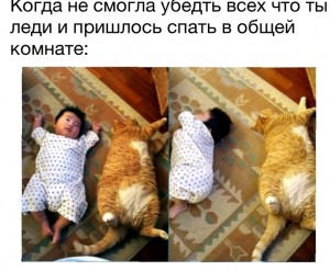 Create meme: the most cute kittens and funny to tears with children, fat cat, cats are cool