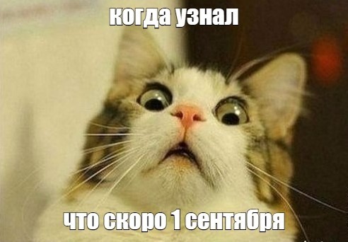 Create meme: meme surprise cat, awesome cat, the surprised cat 