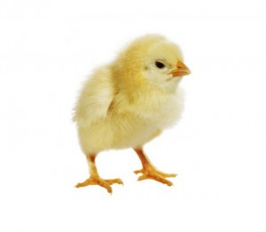 Create meme: chicken, chick on white background