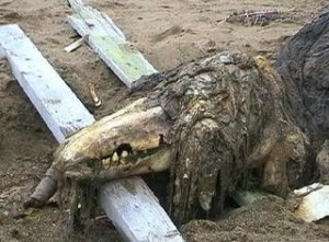 Create meme: scp 682 real photo, scp 682, Sakhalin monster