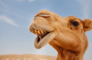 Create meme: the nose of the camel, camels, sand