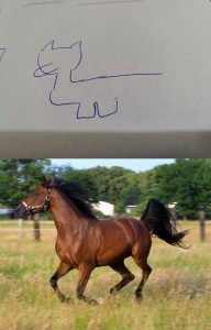 Создать мем: арабская лошадь, домашняя лошадь, конь