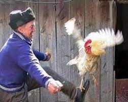 Create meme: rooster chicken, the guy kicks cock, meme cock 