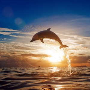 Создать мем: картинки закат и море чайка и дельфин, красивые фото дельфинов в море, картинки дельфинов в море на закате