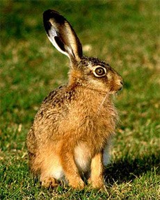 Create meme: the fauna is, animals and insects, cunning hare