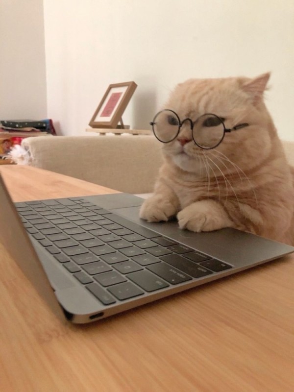 Create meme: cat for laptop, smart cats, cute cats funny