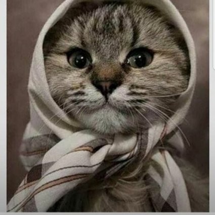 Create meme: The cat in the handkerchief, a cat in a scarf, the cat in the scarf