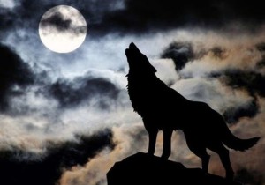 Create meme: pictures the lone wolf, lone wolf, the howling wolf