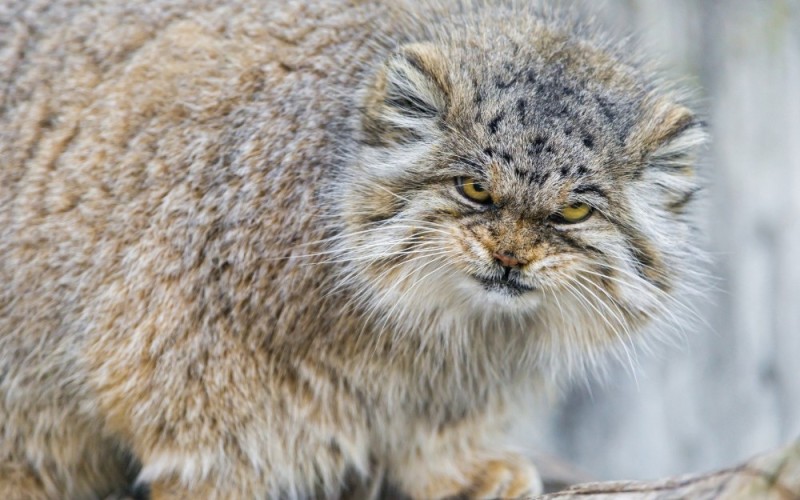 Create meme: animal manul, manul pallasov the cat, reed cat manul