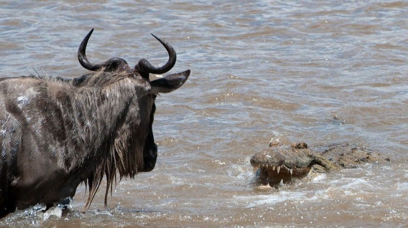 Create meme: wildebeest, wildebeest migration, wildebeest crossing the Mara River with crocodiles