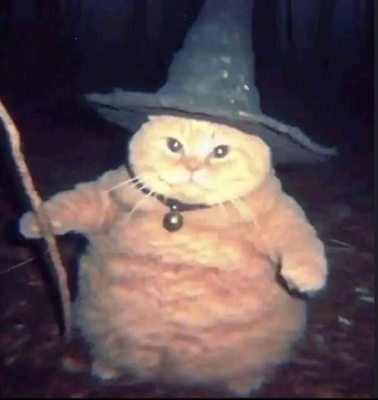 Create meme: cat , cat wizard , Halloween 