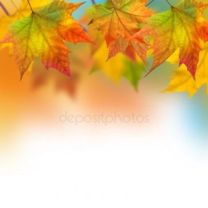 Create meme: autumn leaves, autumn background, maple leaves background