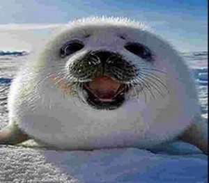 Create meme: seal, Baikal seal Belek