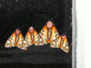 Создать мем: moth, насекомые, цитерония королевская бабочка