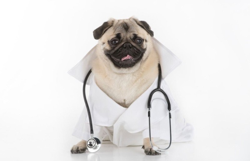 Create meme: pug , dog doctor, a medical dog