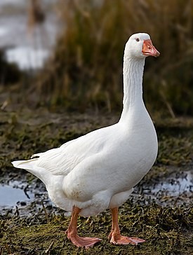 Create meme: white duck, wild white goose, a large grey goose