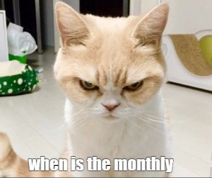 Create meme: funny cats, angry cat