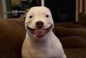 Create meme: smiling dog, dog smile
