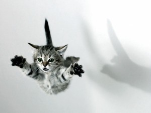 Create meme: kitties, cat jumping png, cat